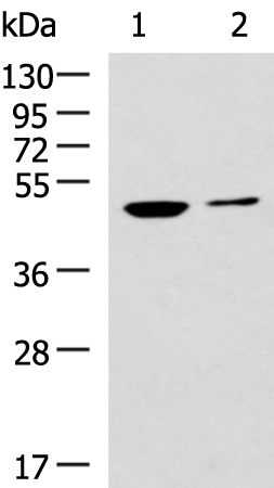 Rabbit Polyclonal Antibody to CDC20