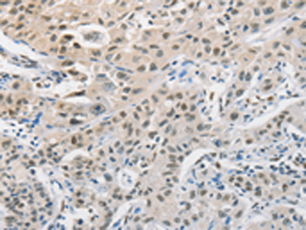 Rabbit Polyclonal Antibody to CDC27