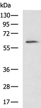 Rabbit Polyclonal Antibody to CDC25A