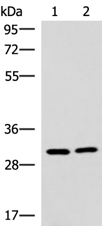Rabbit Polyclonal Antibody to CDK4