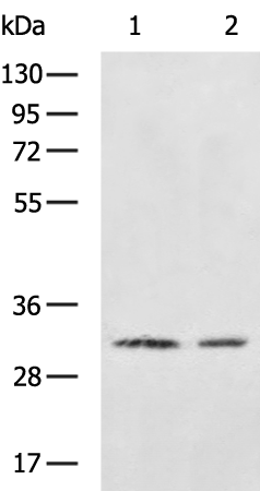 Rabbit Polyclonal Antibody to CDK5