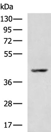Rabbit Polyclonal Antibody to CDK10