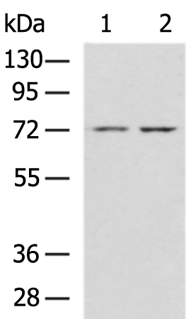 Rabbit Polyclonal Antibody to CEACAM8