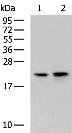 Rabbit Polyclonal Antibody to CEBPG