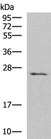Rabbit Polyclonal Antibody to CLEC4D