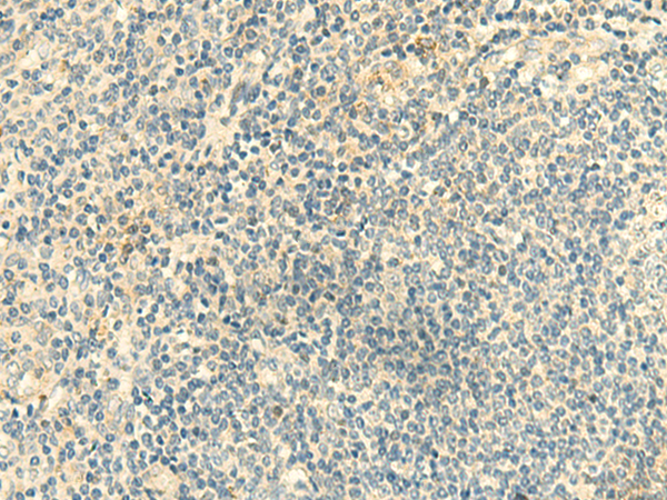 Rabbit Polyclonal Antibody to CLEC10A