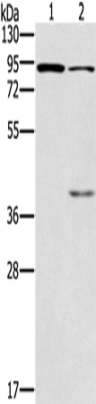 Rabbit Polyclonal Antibody to CNGA3