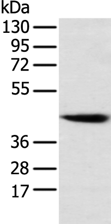 Rabbit Polyclonal Antibody to CNTFR
