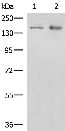 Rabbit Polyclonal Antibody to COL2A1