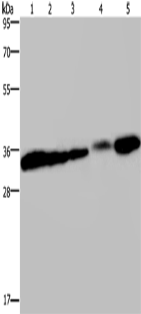 Rabbit Polyclonal Antibody to CLDN23