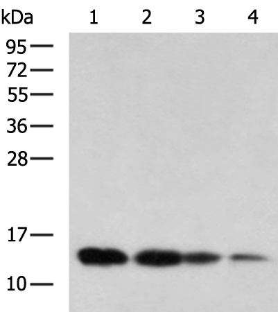 Rabbit Polyclonal Antibody to COX7A2L
