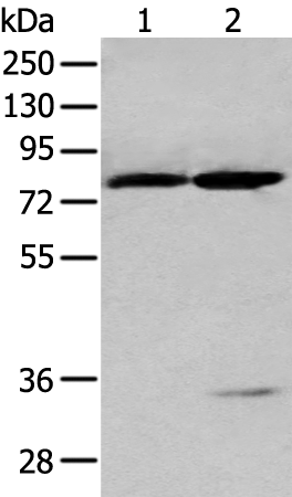 Rabbit Polyclonal Antibody to RAF1