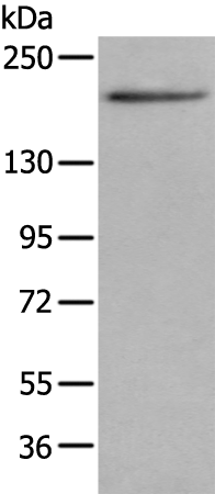 Rabbit Polyclonal Antibody to CUL7