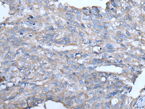 Rabbit Polyclonal Antibody to GJA1