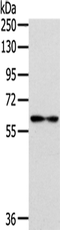 Rabbit Polyclonal Antibody to IL18R1