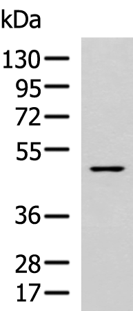 Rabbit Polyclonal Antibody to CCNA1