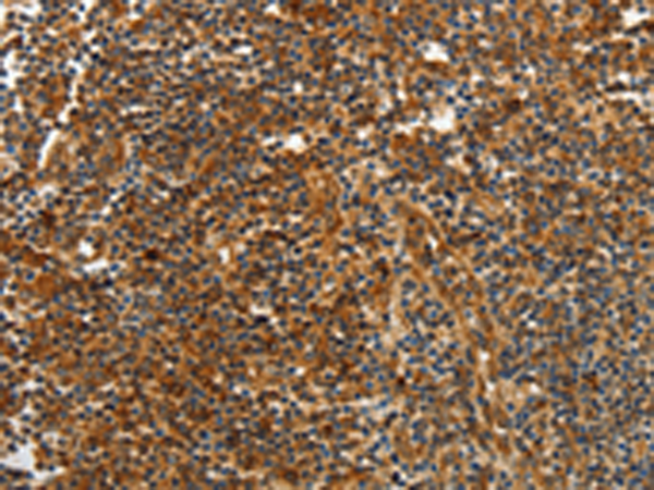 Rabbit Polyclonal Antibody to CNNM3