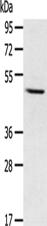 Rabbit Polyclonal Antibody to CYP1A1