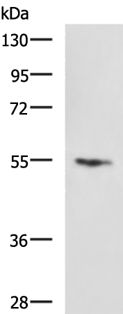 Rabbit Polyclonal Antibody to CYP3A4