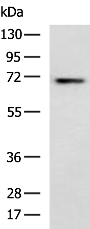 Rabbit Polyclonal Antibody to DBH