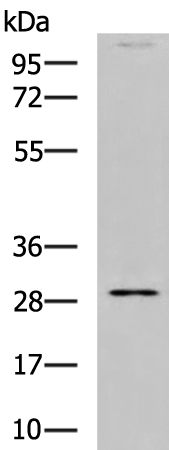 Rabbit Polyclonal Antibody to CLEC4A