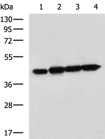 Rabbit Polyclonal Antibody to DAP3
