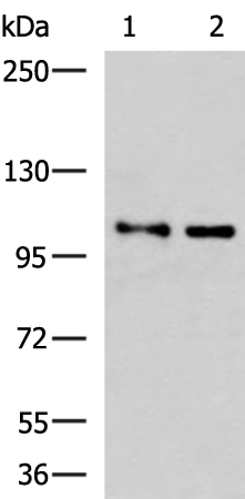 Rabbit Polyclonal Antibody to DNMT3A