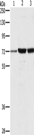 Rabbit Polyclonal Antibody to DOK1