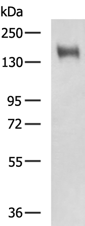 Rabbit Polyclonal Antibody to EGF