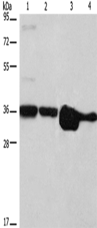 Rabbit Polyclonal Antibody to ELAVL1