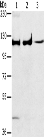 Rabbit Polyclonal Antibody to MAPK7