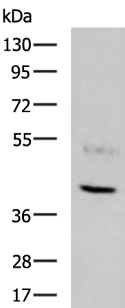 Rabbit Polyclonal Antibody to DUSP12