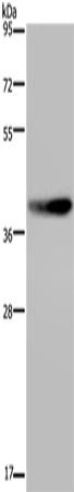 Rabbit Polyclonal Antibody to DUSP4