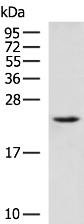 Rabbit Polyclonal Antibody to EDN3