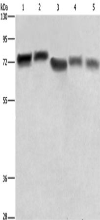 Rabbit Polyclonal Antibody to RDX