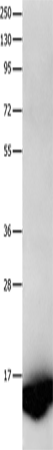 Rabbit Polyclonal Antibody to FABP7