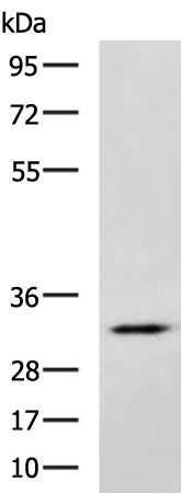 Rabbit Polyclonal Antibody to FOXS1