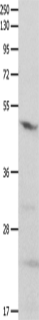 Rabbit Polyclonal Antibody to GNAS