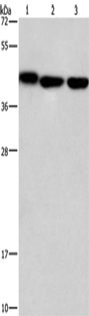 Rabbit Polyclonal Antibody to GNA13