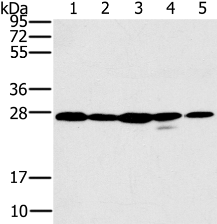 Rabbit Polyclonal Antibody to LGALS3