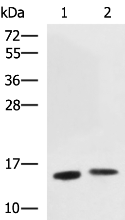 Rabbit Polyclonal Antibody to LGALS2