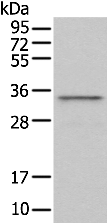 Rabbit Polyclonal Antibody to GAS2