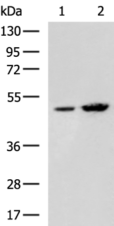 Rabbit Polyclonal Antibody to GDF9