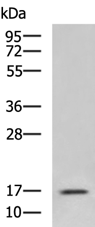 Rabbit Polyclonal Antibody to CSF2