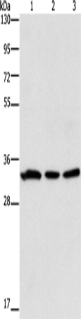 Rabbit Polyclonal Antibody to GPA33