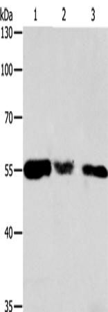 Rabbit Polyclonal Antibody to CALR