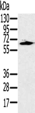Rabbit Polyclonal Antibody to HSF2