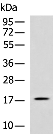 Rabbit Polyclonal Antibody to HSPB2