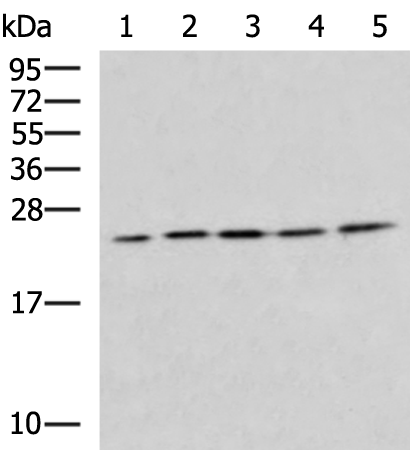 Rabbit Polyclonal Antibody to IL6