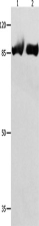Rabbit Polyclonal Antibody to IMMT